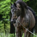 Pelifa<br />&copy; Stuart Vesty