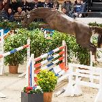 Cassitaro<br />&copy; Oliwia Chmielewska<br /><i>equista.pl</i>