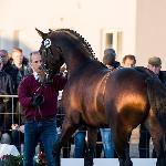 Sandro Junior<br />&copy; Oliwia Chmielewska<br /><i>equista.pl</i>