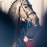Lewine<br />&copy; Oliwia Chmielewska<br /><i>equista.pl</i>