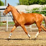 Zarina - wiosna 2020<br />&copy; @PalominoJaskulscy