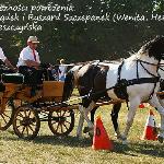 Wenita - Wenita- prawa dyszlowa