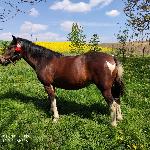 Liczbana - Liczbana 09.05.2020