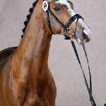 Deep Impact
