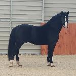 Baltazar