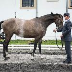 Paloma<br /><i>Przegląd Hodowlany 10.2019</i>