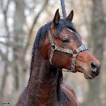 Bralin - Bralin marzec 2018<br />&copy; Anna Pyzara-Nakoniechnaia