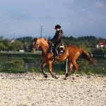 Zordina N
