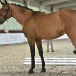 Sobieski Star<br />&copy; Katarzyna Wiszowaty