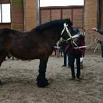 Nadar Du Vieux Chateau - Wiosenna Aukcja Ogierów - Kwidzyn 2018r.<br />&copy; Aleksandra Galanek