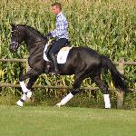 Bonavonturo van de Kempenhoeve