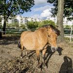 Leon<br />&copy; Fundacja Hej Koniku - Magda Pawluczuk
