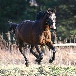 Lithania G AA - Lithania G AA<br />&copy; Wiktoria Schichta