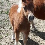 Arcturus Fancy Red Bandita