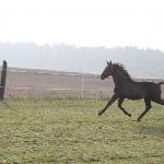 Romeo II