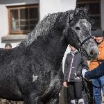 Romeo II