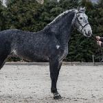 Romeo II