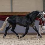 Romeo II