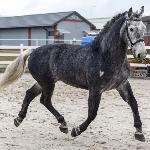 Romeo II