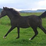 Tagora