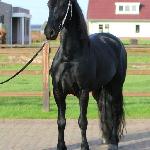 Uniek Galloper