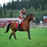Königs Knight KS