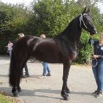 Jacky van Bedem