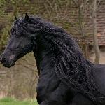 Jurre O.