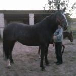 Lotna