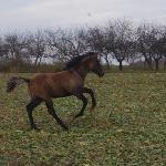 Sójka