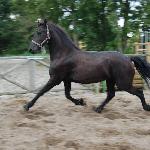 Elbrich fan 'e Homar