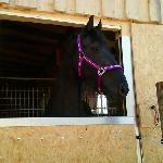 Liefke van de Warna Hoeve