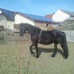 Liefke van de Warna Hoeve