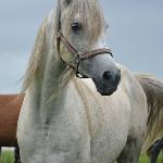 Operon<br />&copy; Cracovia Arabians