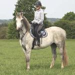 Bosna
