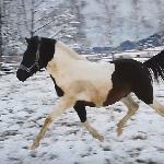 Malika S - Malika S<br />&copy; V. S.<br /><i>Crossbreed Hucul Pony / Lewitzer Pony. Father is Lando from Loverboy / Vilas / Jubilar</i>
