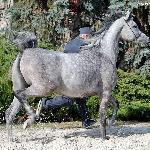 Mahira - październik 2019<br />&copy; Anna Pyzara-Nakoniechnaia
