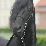 Arjon Z.