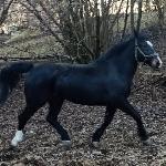 Lusia