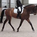 Winterkoning<br /><i>Kadr z filmu na youtube</i>