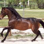 Ermitano III