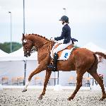Dominguez<br />&copy; Julia Świętochowska<br /><i>fb dressage24.pl</i>
