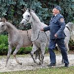 Elgeria - z ogierkiem Edredon, 29.09.2021<br />&copy; Anna Pyzara-Nakoniechnaia