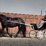 Renske van Hoeve Jacolie