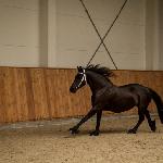 Renske van Hoeve Jacolie