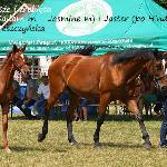 Jaster AA