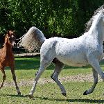 Eugara - z ogierkiem Erantis maj 2017<br />&copy; Anna Pyzara-Nakoniechnaia