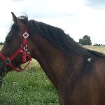 Gwidon