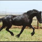 Venessa Doorndraai Friesian Stud (Venessa van Doorndraai)