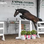 Cecora M - Kujawsko-Pomorski Czempionat Źrebiąt Jarużyn 2018<br />&copy; Joanna Kruk